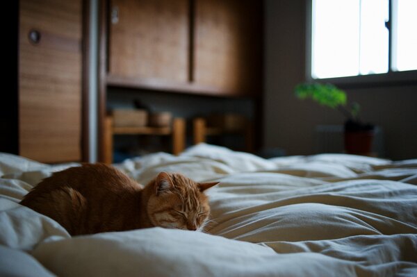 A red-haired cat is basking in bed