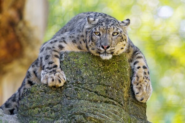 Big cat on a rock