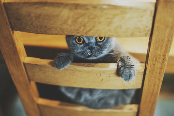 Katze auf einem Stuhl mit orangefarbenen Augen