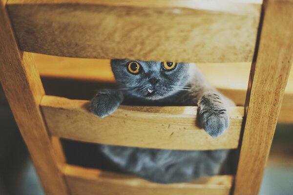 Gato en una silla con ojos anaranjados