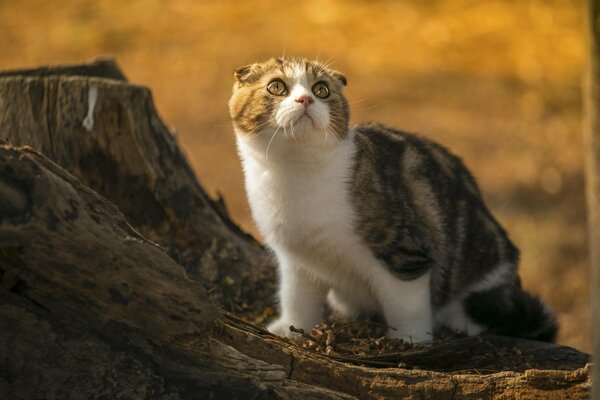 A tricolor cat in the forest looks up in fright