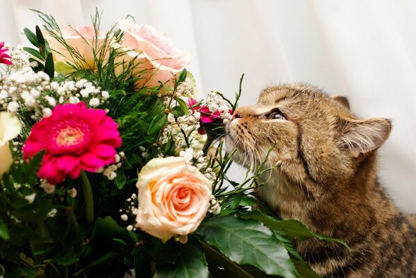 The cat sniffs a bouquet of flowers