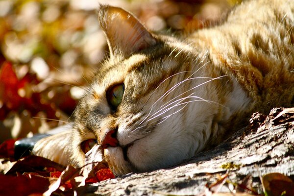 Макро съёмка рыжего кота в осенних листьях