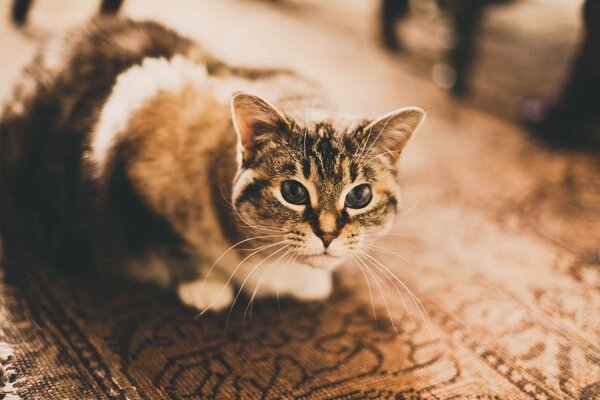 Chat avec un joli regard se trouve sur le tapis