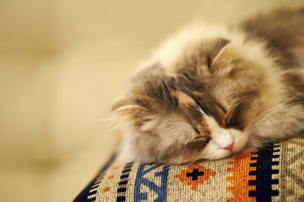 Пушистый кот мирно спит на цветной подушке