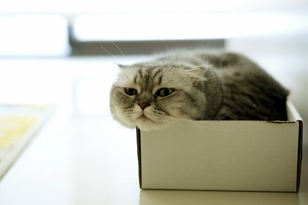Le chat gris a grimpé dans la boîte