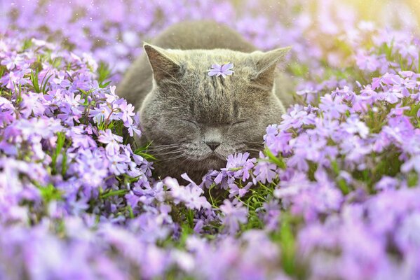 Feliz sueño de un gato en un campo de flores