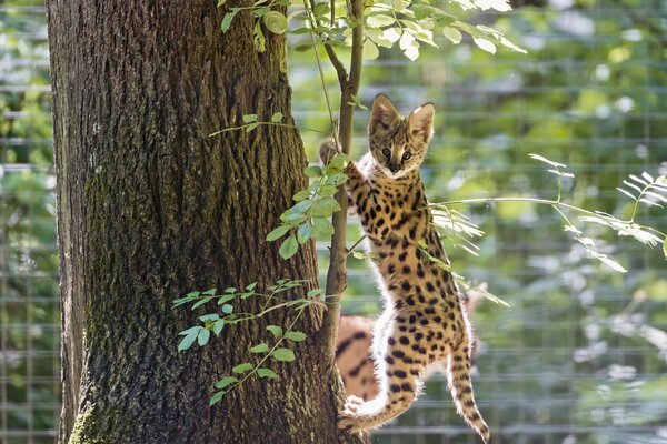 Serval caught on a tree branch and looks