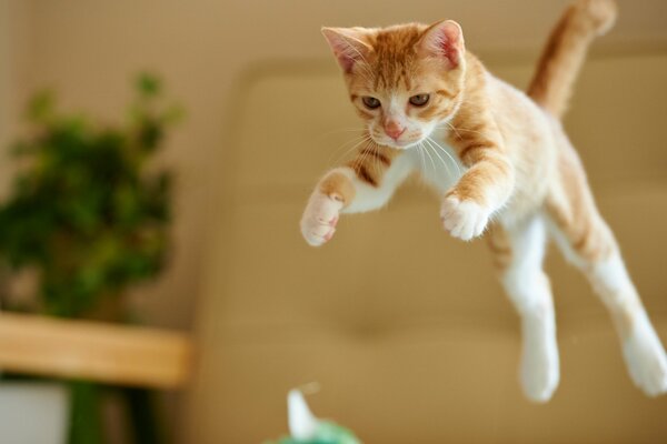 An active ginger cat jumps in the room