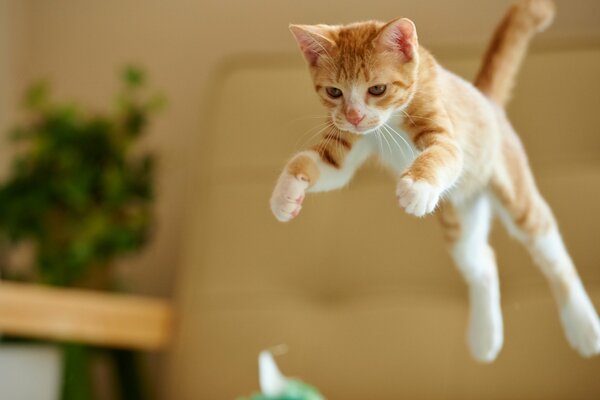 Активный рыжий кот прыгает в комнате