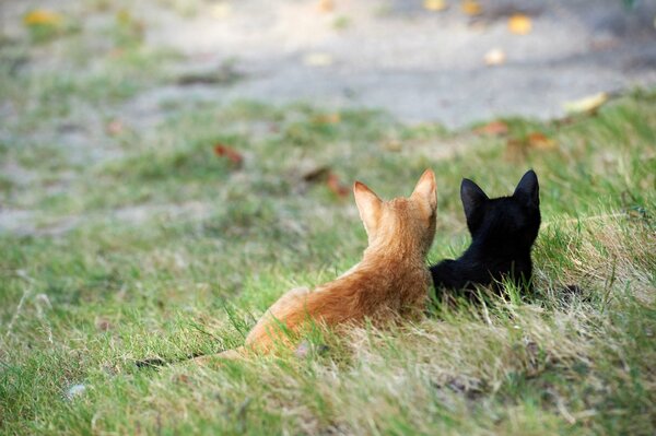 Ja, die Katze ist schwarz und rot im Gras