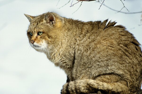 Gato salvaje en un árbol en el bosque