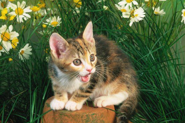 Gatito sorprendido en la hierba con margaritas