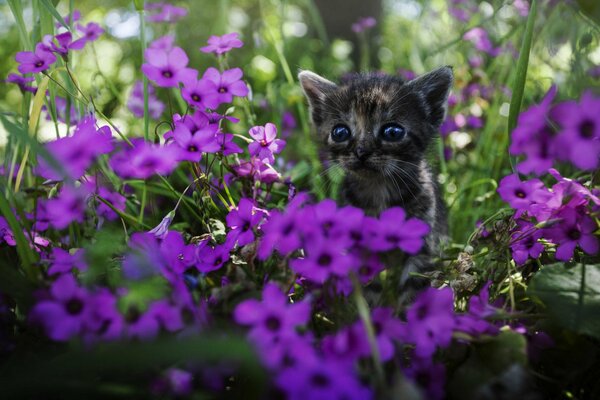 Gattino dagli occhi azzurri in fiori