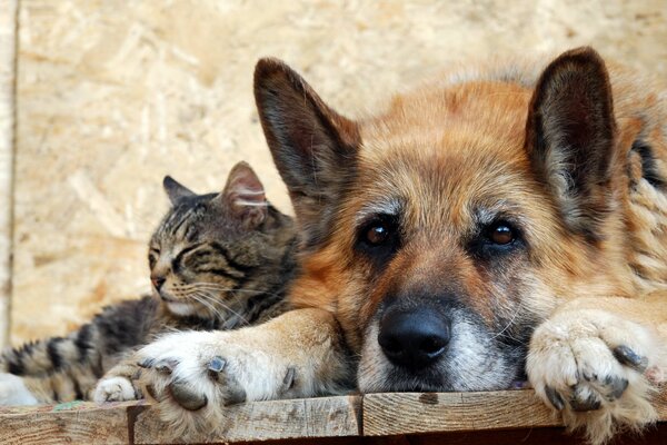 Amicizia tra gatto soriano e cane rosso