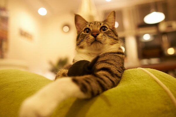 A gray cat with a white breast and paws is lying at home on the sofa