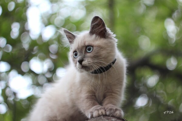 Siamese cat with a collar on a tree