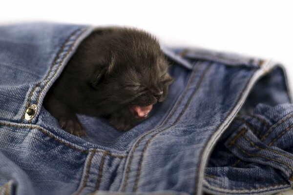 A small pocket fuzzy
