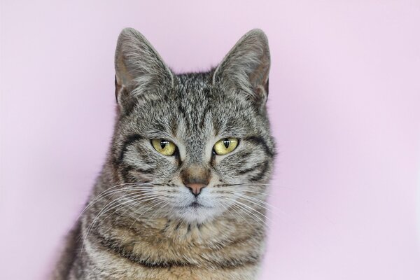 Portrait of a gray tabby cat