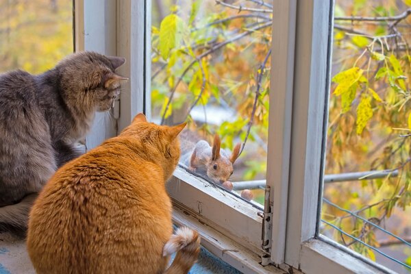 Cats look at the squirrel through the window