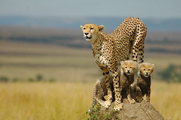 Famille africaine de guépards sur une promenade