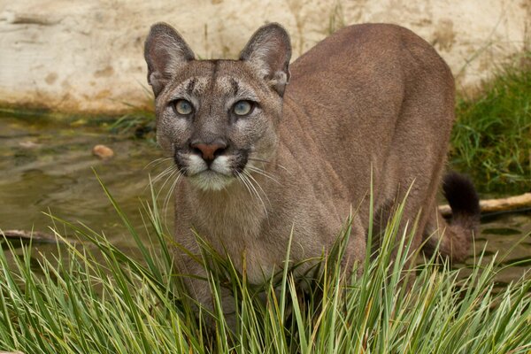 Puma schleicht sich durch Büsche durchs Wasser