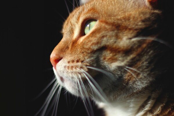 Die rothaarige ist eine sehr süße Katze mit grünen Augen