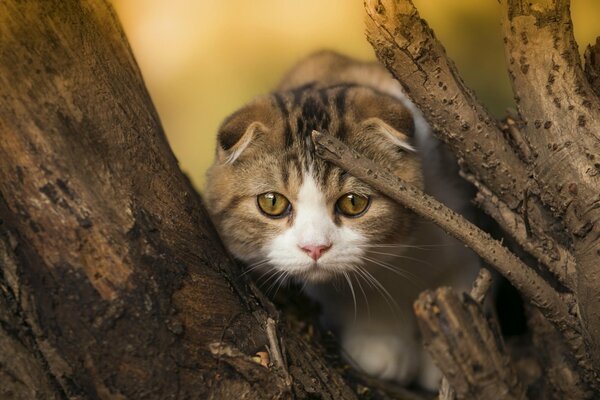 Eine schottische Wieselkatze auf einem Baum jagt