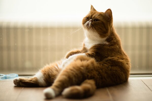 Kot Egzotyczny siedzi jak człowiek