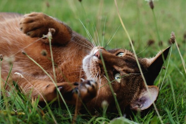 Katze liegt im Gras auf einer Wiese