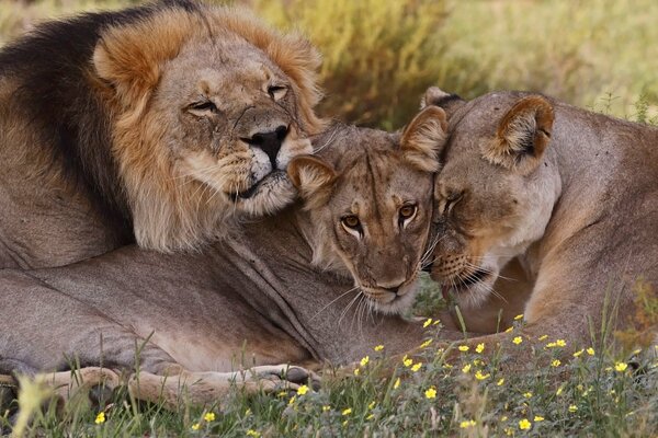 Famille de lions à l état sauvage