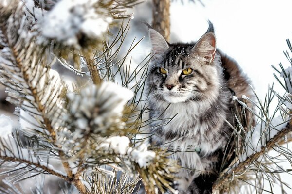 Grey cat looks at pine branches in the snow