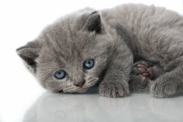 Grey kitten with blue eyes