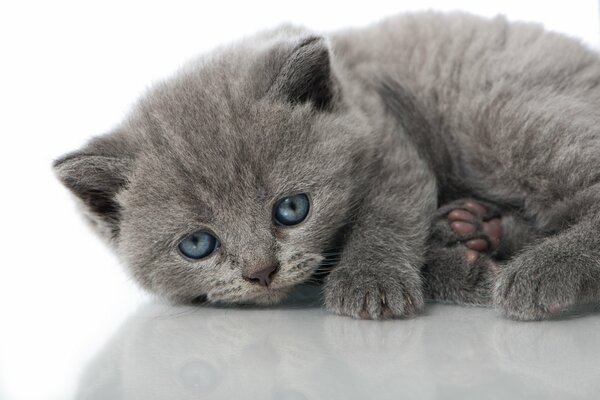 Chaton gris avec des yeux bleus