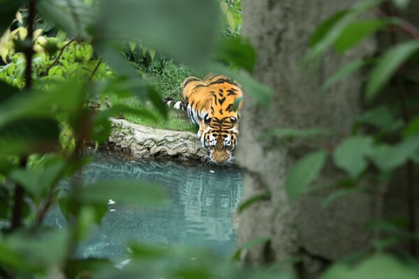 Tigre vicino all acqua tra foglie e rami