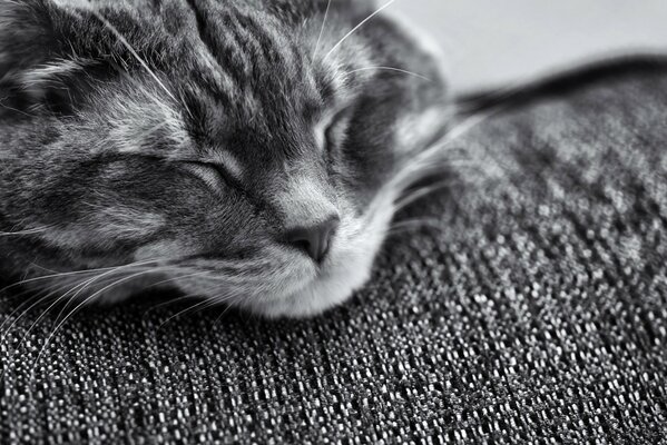 Das Bild einer schlafenden Katze ist schwarz-weiß