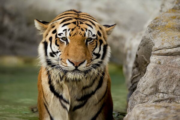 Tigre baignant avec un museau triste