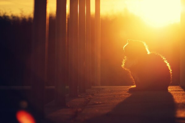 Pequeño gatito en el fondo de una hermosa puesta de sol
