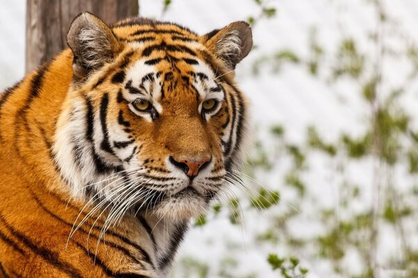 Тигр с большими усами и серьезным взглядом