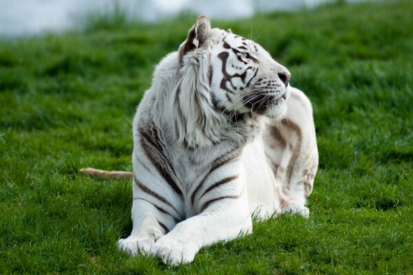 Tigre blanc sur l herbe verte