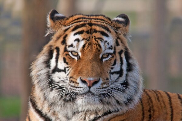 Ein Tiger mit einem bösen Blick schaut in die Kamera