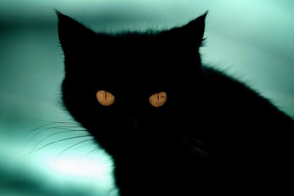 Ognisty wygląd czarnego kota na turkusowym tle
