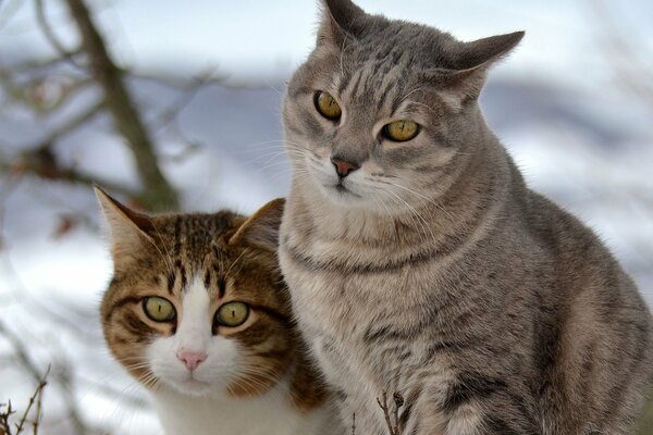 Zwei Katzen auf einem Winterspaziergang