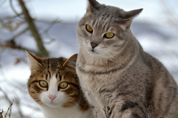 Deux chats sur une promenade d hiver