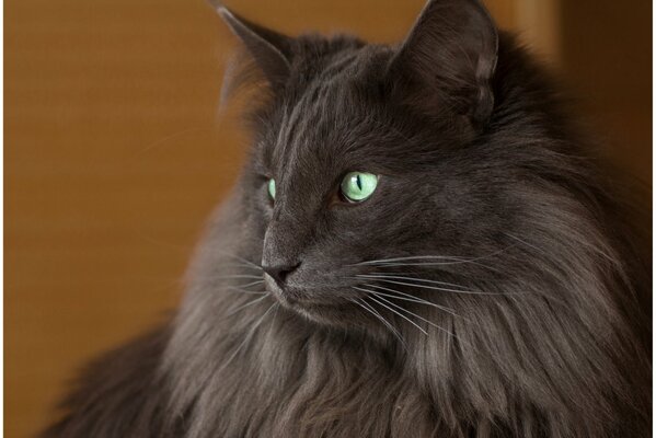 Le regard réfléchi d un chat gris poilu