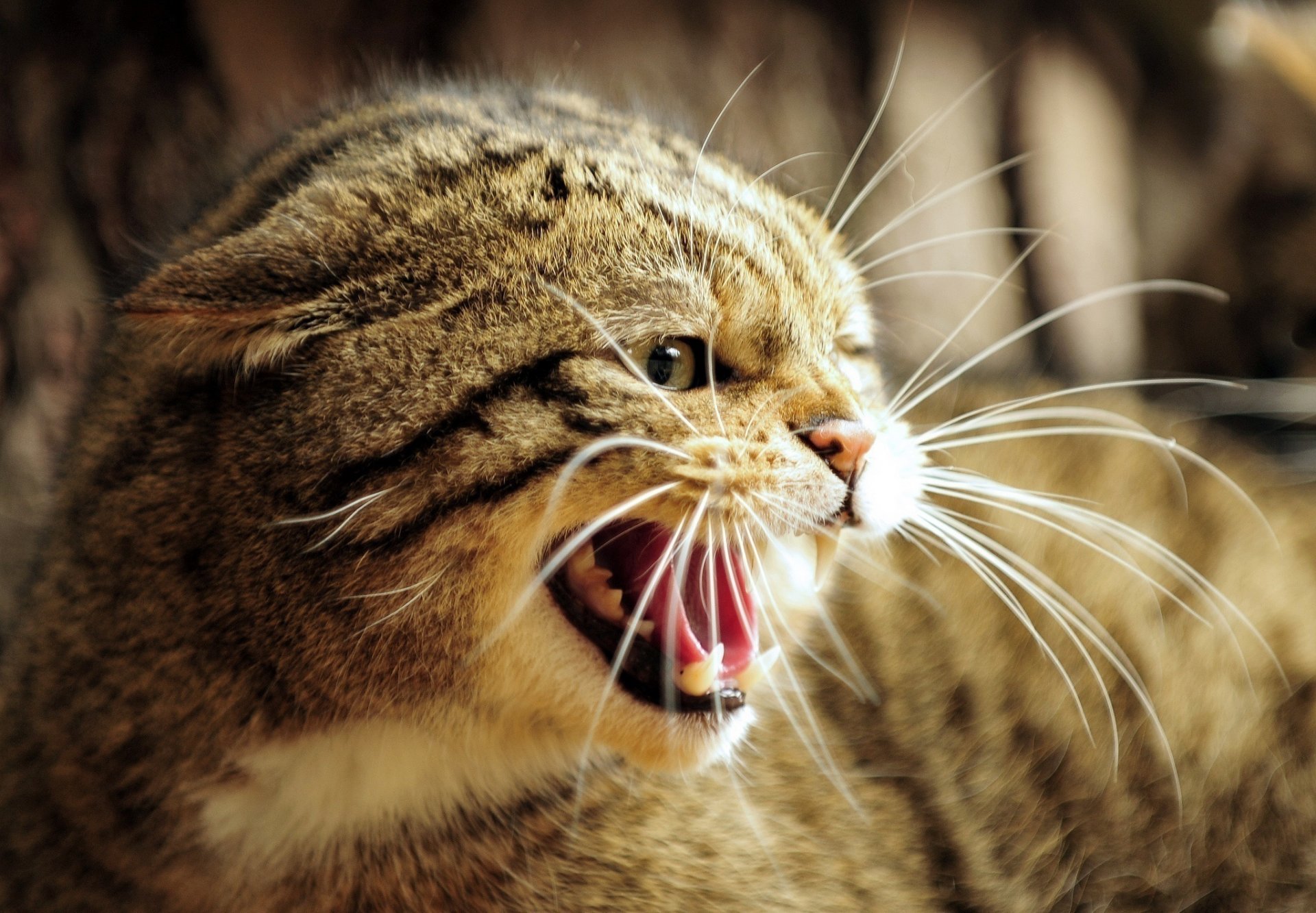 gato del bosque europeo gato salvaje hocico sonrisa boca colmillos rabia ira