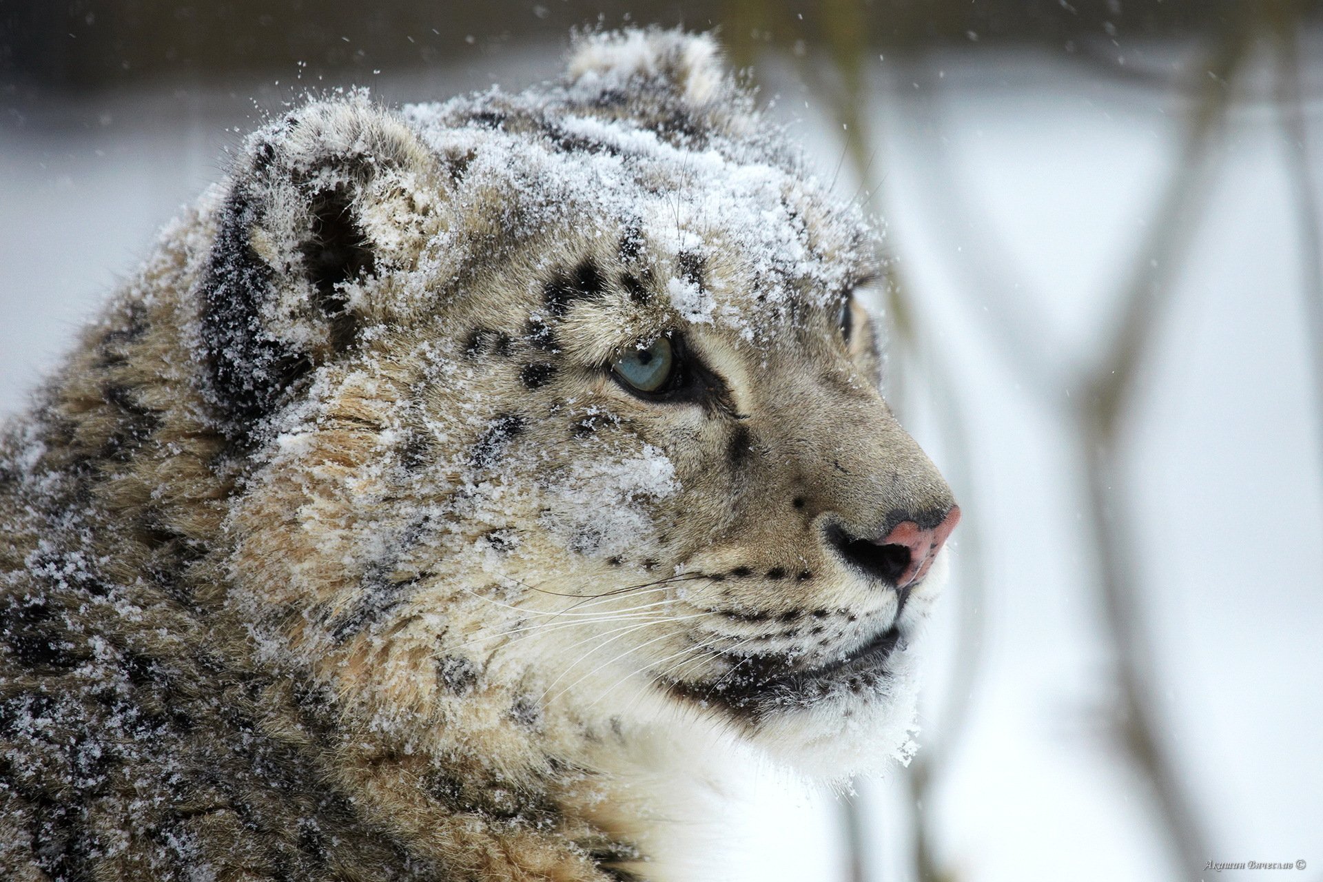 leopardo delle nevi irbis muso vista predatore neve