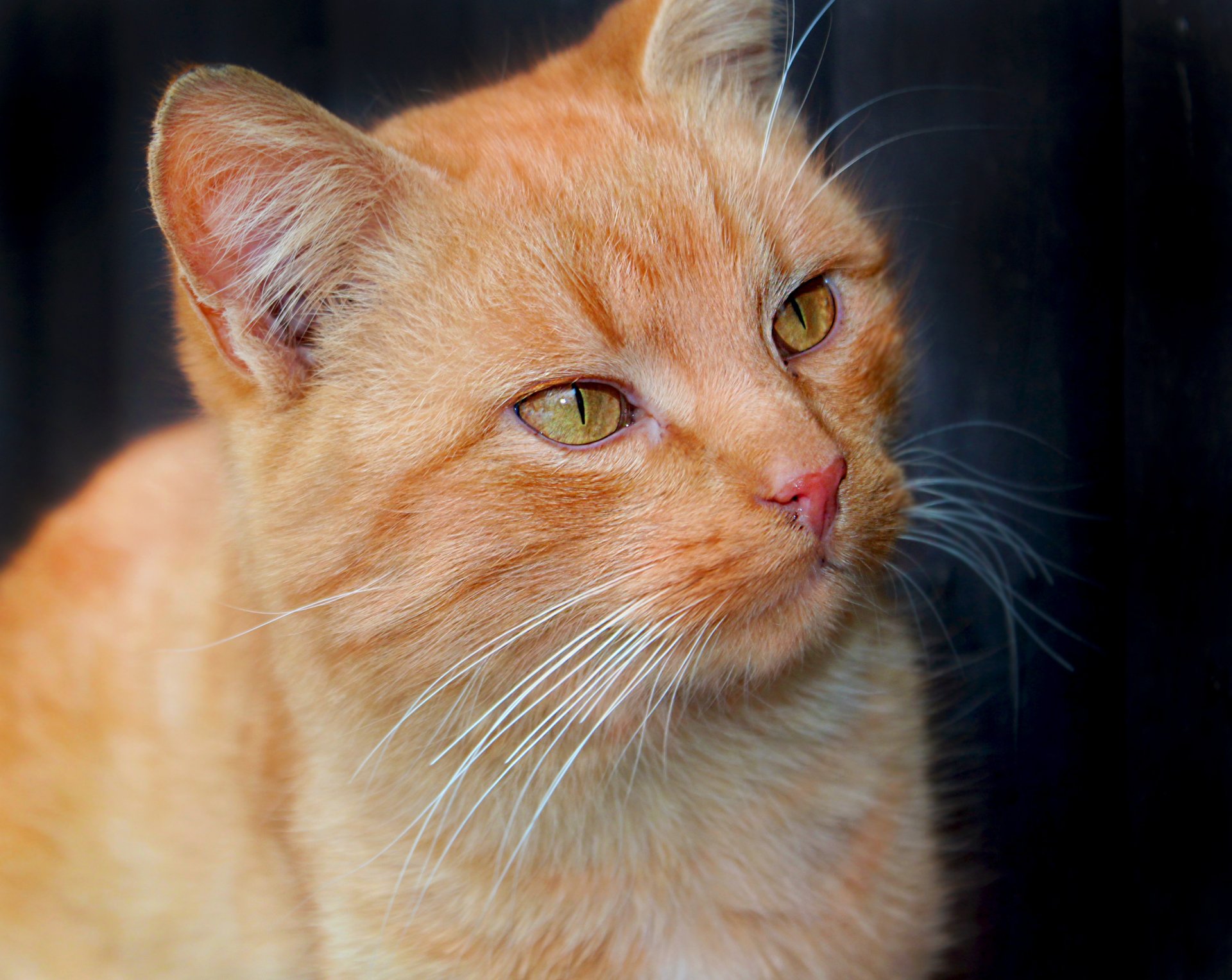 gatto rosso muso occhi sguardo baffi orecchie animale