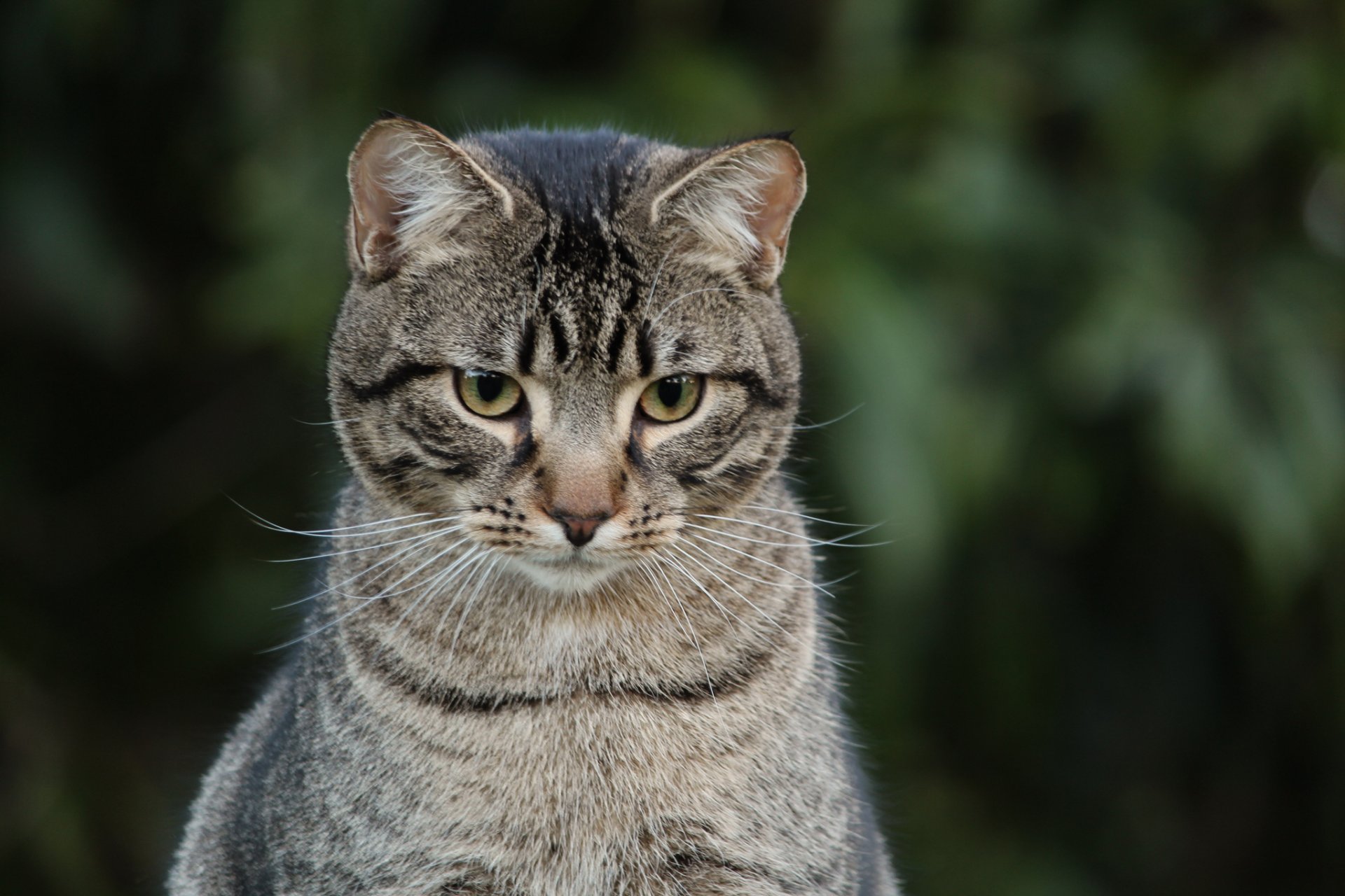 chat gris rayé vue fond