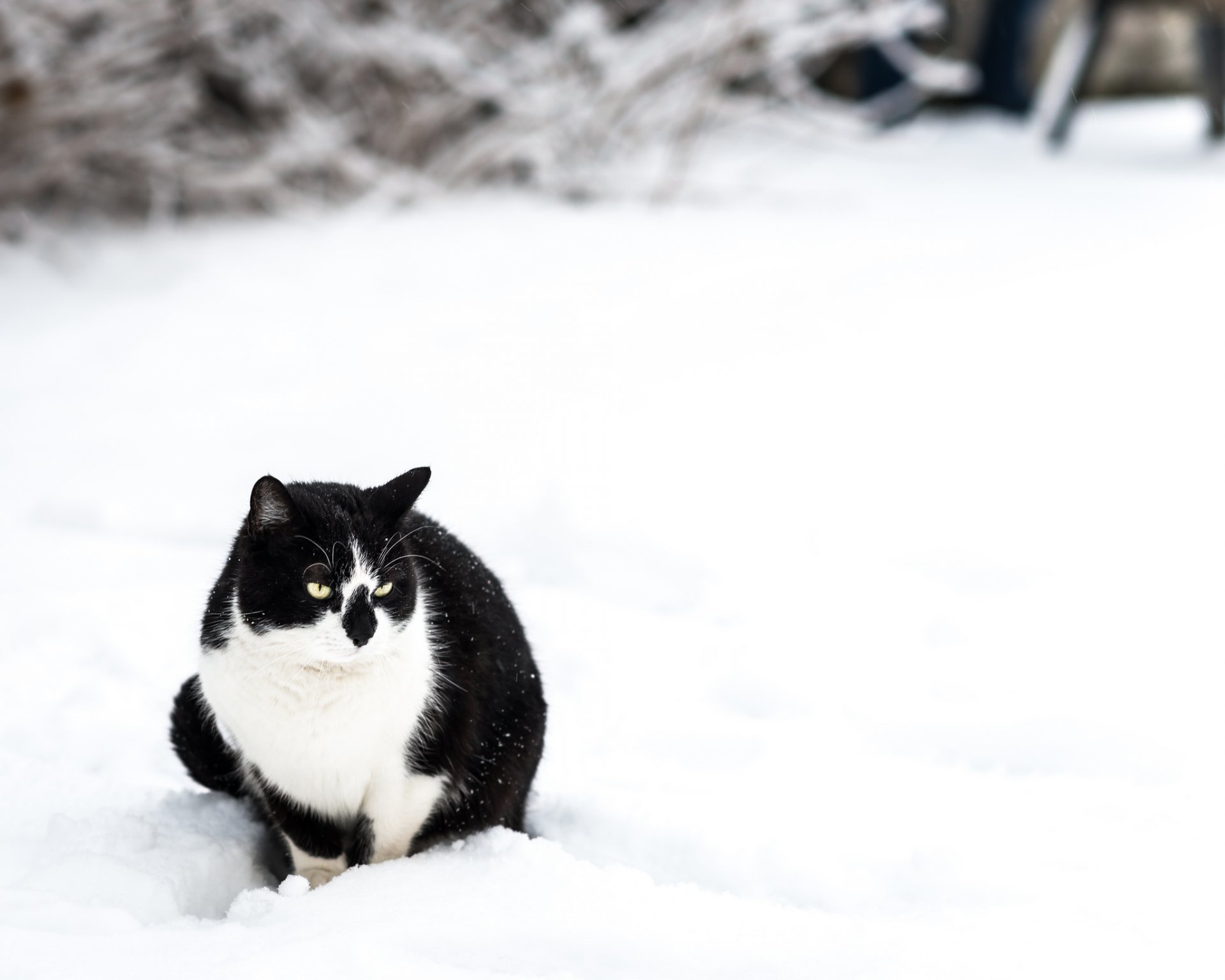 winter snow cat white black sitting